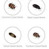 Nevertheless, with what i have available to me, it is most likely a member of order hemiptera, family alydidae 1