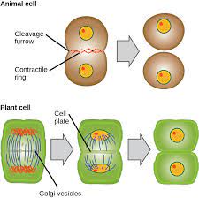 How is cytokinesis in plant and animal cells different from each other? The Cell Cycle Openstax Biology 2e