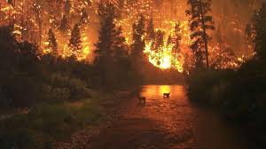 Se denomina incendio forestal a cualquier fuego que se extiende sin control en terreno forestal afectando vegetación que no estaba destinada a arder. Incendios Forestales Devoran Cerca De 100 000 Hectareas En Argentina Cachicha Com Nature Forest Fire Wild Fire