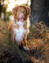 We did not find results for: The 30 Best Medium Sized Dogs For Families Purewow