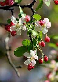 Karanligi Aydinlatan Isik Cicekler Flowering Crabapple Flowering Bushes Crab Apple
