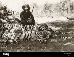 Indian tigers hunting hi-res stock ...