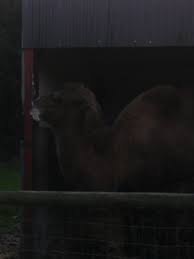 In the example below, two friends are discussing a story that they. The Camel That Is Seen To Be Foaming At The Mouth Picture Of Leahys Open Farm County Cork Tripadvisor