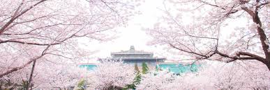 It is one of the most prestigious and selective universities in. Blooming Sakura In Wuhan University Bring You The Best Future
