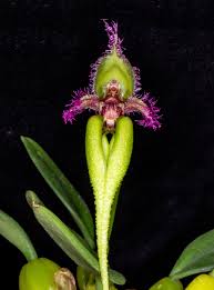 Image result for Bulbophyllum sp. nov