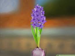 Buy hyacinth bulbs and get the best deals at the lowest prices on ebay! How To Grow A Hyacinth Bulb In Water 9 Steps With Pictures