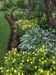 Image result for Phyllanthus microdendron