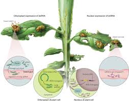 Cell membrane is the outer covering of the cell. Insecticidal Rna The Long And Short Of It Science
