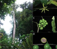 Image result for Polyceratocarpus gossweileri