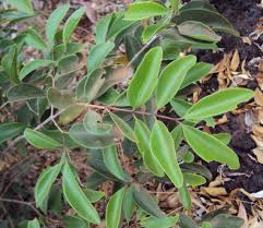 Image result for Memecylon