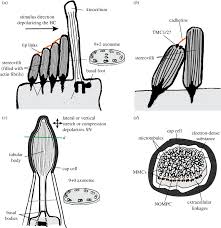 It's just perfect, simple, fun, budget friendly and enjoyable. Diversity Of Cilia Based Mechanosensory Systems And Their Functions In Marine Animal Behaviour Philosophical Transactions Of The Royal Society B Biological Sciences