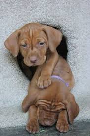 Find vizsla puppies for sale and dogs for adoption. Litter Of 8 Vizsla Puppies For Sale In Brentwood Ca Adn 41328 On Puppyfinder Com Gender Female Age 3 Weeks Old Vizsla Puppies For Sale Vizsla Puppies