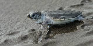 Hawksbill turtles are protected by international agreements like the convention on international trade in endangered species of wild fauna and flora (cites) and the convention on migratory species. Learn More About Endangered Sea Turtles And How You Can Help To Protect Them Gvi Usa