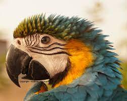Check spelling or type a new query. Exotic Birds Vip Road Pet Shops For Birds In Vadodara Justdial