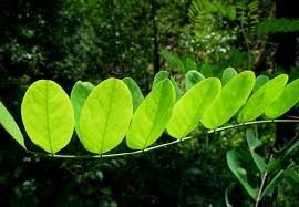 O pantanal abriga pelo menos 300 espécies conhecidas de peixes em seu vasto rio paraguai e em centenas de quilômetros de. Papel De Parede Sai Folhas Espanha Galiza Fabaceae Acacia Biodiversidade Robinia Robiniapseudoacacia Blacklocust Leguminosas Riotea Falsaacacia Fabaceas Ocondado Teresalaloba 3648x2528 1046986 Papel De Parede Para Pc Wallhere
