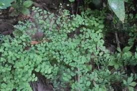 Image result for Adiantum poiretii
