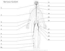Click below to download our free unlabeled diagram of. Muscular System Worksheets Nervous System Unlabeled Nervous System Printable Worksheets Anatomy And Physiology