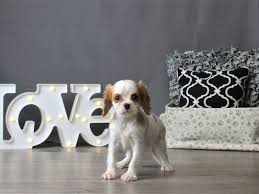 There are millions of homeless dogs across the country, many of which are purebred and. Cavalier King Charles Spaniel Puppies Petland Carriage Place