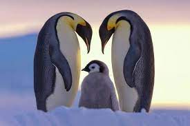 National Geographic Photo Contest 2011 Penguins Cute Animals Animals Friends