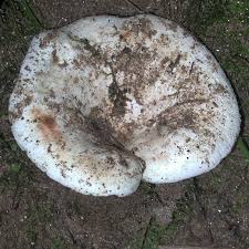 Image result for Lactarius mutabilis