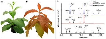 Maybe you would like to learn more about one of these? Photosynthesis Without B Carotene Elife