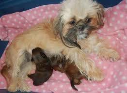 Other dogs have a name so hilarious that you feel the need to own one simply to have an excuse to say it as often as possible. Shih Tzu Hair Color Changes Wonder Why These Changes Occur