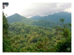 Image result for Lecaniodiscus fraxinifolius