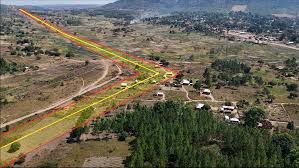 Image result for Blotiella trichosora