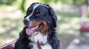 Maybe you would like to learn more about one of these? Labrador Retriever Mixes 51 Lab Crossbreeds With Pictures