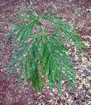 Image result for Acacia amythethophylla