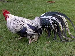 Onagadori Google Search Ayam