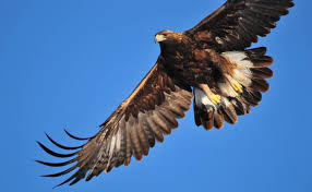 Typisch für den bartgeier ist der helle körper und der bartähnliche federbüschel am schnabel. Steinadler Brutet Wieder Naturschutz Ch