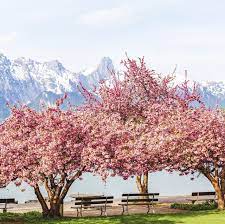 Cherry blossoms arrived in the u.s. Home Depot Is Selling Ready To Plant Cherry Blossom Trees For Just 39
