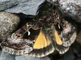 Image result for Syngrapha hochenwarthi