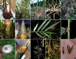 Image result for Habenaria insolita