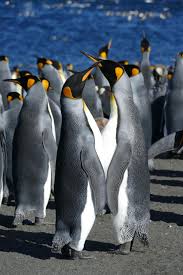 You just showed me how to color a penguin in watercolor. Distinguishing Males From Females Among King Penguins Eurekalert Science News