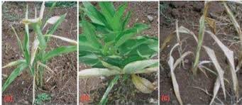 Image result for Siphonochilus rhodesicus