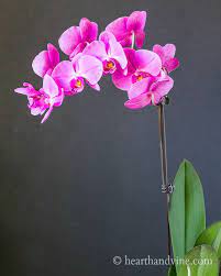 Check spelling or type a new query. Repotting Orchids And Basic Care It S Easier Than You Think Hearth And Vine