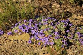 Image result for Aptosimum procumbens
