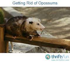 Getting Rid Of Opossums Opossum Baby Possum Animals