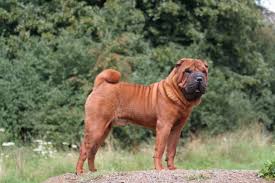Har du lyst til at støtte os yderligere, har du mulighed for at tilføje et månedligt beløb udover det årligt kontingent. Shar Pei Charakter Haltung Pflege Hund Rassebeschreibung