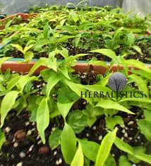 Image result for Tabernanthe elliptica