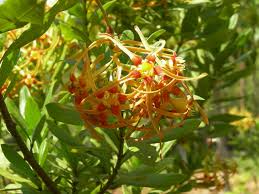 Image result for Strophanthus speciosus