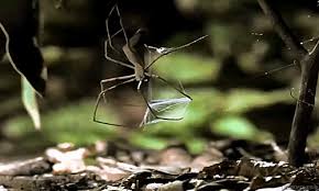 She wants to see the pyramids. Arachnida Arthropod Ecology Page 2