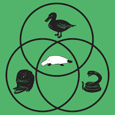 Platypus Venn Diagram T Shirt Snorgtees