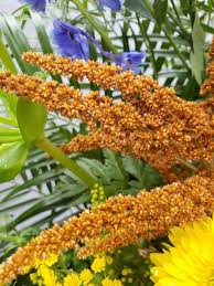 Image result for Amaranthus cruentus