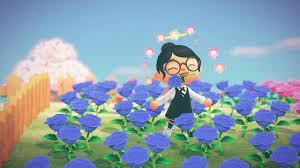 This guide includes how to breed blue roses, chance of getting blue roses, price, & more. Ultimate Blue Rose Guide In Comments Ac Newhorizons