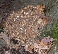 In trying to locate what variety it was i haven't seen a picture listed. Grifola Frondosa The Hen Of The Woods Sheepshead Or Maitake Tom Volk S Fungus Of The Month For November 2006
