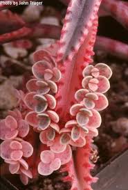 Ff50 Plants Pink Succulent Planting Succulents