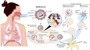 The very end of mrna is polyadenylated as usual, but the bnt162b2 vaccine ends the following sequence, as denoted in this article: Frontiers A Snapshot Of The Global Race For Vaccines Targeting Sars Cov 2 And The Covid 19 Pandemic Pharmacology